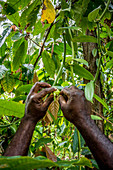 Pollinating Vanilla, Malekula, Vanuatu, South Pacific, Oceania