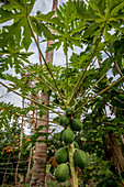 Papaya tree, Efate, Vanuatu, South Pacific, Oceania