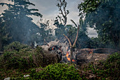 Slash and burn, Efate, Vanuatu, South Pacific, Oceania
