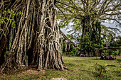 Die Wurzeln eines Banyan Baums, Efate, Vanuatu, Südsee, Ozeanien