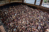 Production of copra, malekula, vanuatu, south sea, oceania