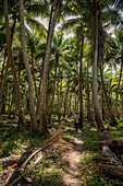 Kopra plantation on Malekula, Vanuatu, South Pacific, Oceania