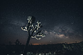 Joshua Tree under a starry sky in Joshua Tree National Park, Los Angeles, California, USA, North America