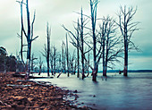 Tote Bäume am Arthurs See, Tasmanien