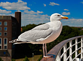 Kiel Seagull at Ostseekai, Kiel, Schleswig-Holstein, Germany