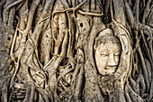 Buddha head enclosed by roots, Ayutthaya, Wat Mahatat, Thailand, Asia