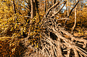 Machnower See, autumn, riverside path, tree stump, sunset, Berlin Brandenburg