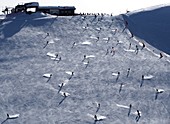 Ski under the Langkofel over Campitello, skier, ski slope, Dolomites, Trentino in winter, Italy