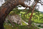 12 apostles near Solnhofen, landscape, rocks, meadow, Altmuehltal, North Upper Bavaria, Bavaria, Germany