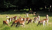 Fallow deer herd near Pappenheim, stags, roe deer, meadow, Altmuehltal, North Upper Bavaria, Bavaria, Germany