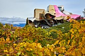 Vineyards in autumn, The City of Wine, Marques de Riscal winery, building by Frank O. Gehry, Elciego, Alava, Rioja Alavesa, Basque Country, Spain, Europe