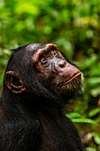 Schimpansen, Kibale-Wald-Nationalpark, Uganda, bekannt als "Die Primatenhauptstadt der Welt" hat Kibale die größte Anzahl von Primaten aller Nationalparks der Welt
