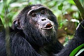 Schimpanse (Pan troglodytes schweinfurthii) männlich vokalisierend, Kibale-Nationalpark, Uganda, Afrika