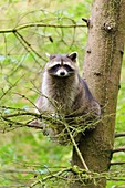 Raccoon, Procyon lotor