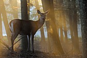 Red Deer ( Cervus elaphus ), hind, standing at the edge of a forest on a misty morning, wonderful atmospheric backlight, visible breath cloud, Europe.