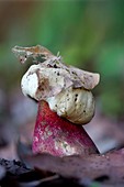 Satans-Röhrling, auch Satanspilz (Boletus satanas)