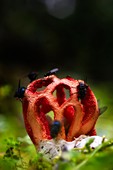 Rote Gitterling (Clathrus cancellatus), Domusnovas, CA, Sardinien, Italien