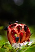 Clathrus cancellatus. . Domusnovas, CA, Sardegna, Italy Mushroom 