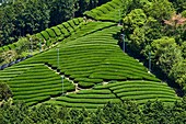 Japan, Honshu island, Kansai region, Uji, tea field for Sencha, Gyokuro and Matcha tea