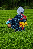 Japan, Honshu, Shizuoka, tea fields, tea picking