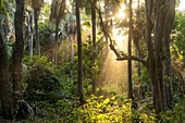 Sonnenstrahlen im Urwald, Bijilo Waldpark, Bijilo, Gambia, Westafrika