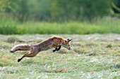 Jumping red fox (Vulpes vulpes) on mowed meadow, Hesse, Germany, Europe