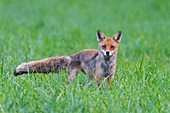 Red fox (Vulpes vulpes) on meadow, Summer, Hesse, Germany, Europe