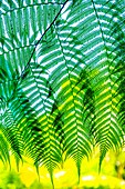 Closeup of ferns in Topes de Collantes, Trinidad, Republic of Cuba, Caribbean, Central America.