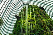 Wasserfall in Cloud Forest Dome, Gardens by the Bay, Singapur, Republik Singapur