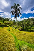 Reisfelder, Reisterrassen von Tegallalang, Bali, Indonesien