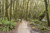 Landschaft mit Pfad in grünem üppigen Regenwald, aufgenommen in hellem Frühlingslicht in der Nähe der Fantail-Wasserfälle, Westküste, Südinsel, Neuseeland
