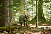 Wildschwein (Sus scrofa) in einem Wald im Sommer, Nationalpark Bayerischer Wald, Bayern, Deutschland, Europa