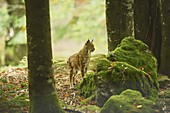 Eurasian lynx (Lynx lynx) in a forest, captive, Bavarian Forest Nationalpark, Bavaria, Germany, Europe