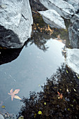 Blätter und Steine im Big Sur River im Pfeiffer Big Sur State Park, Kalifornien, USA.