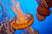 Quallen im Monterey Bay Aquarium in Monterey, Kalifornien, USA.
