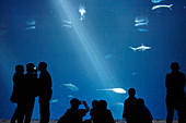 Silhouetten von Besuchern vor einem großen Aquarium im Monterey Bay Aquarium in Monterey, Kalifornien, USA.\n