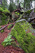 Blick auf bemooste Felsen am Wanderweg zum Lusen im Nationalpark Bayerischer Wald, Niederbayern, Bayern, Deutschland, Europa
