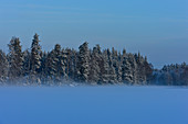 Schnee in den Bäumen und Nebel auf dem zugefrorenen See, Bolmsjön, Halland, Schweden