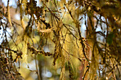 Flechten in einem Baum im Sonnenlicht, Naturreservat Bjuröklubb, Västerbottens Län, schweden