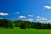 Wald, Blumenwiesen und blauer Himmel in Lappland, Västerbottens Län, Schweden