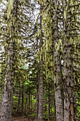 Witch's Hair Lichen, Alectoria sarmentosa, dripping from trunks and branches of fir trees along trail to Mount Townsend in the Buckhorn Wilderness, Olympic National Forest, Washington State, USA