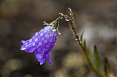 Bluebells-of-Scotland, Campanula rotundifolia, on a misty morning on Mount Townsend in the Buckhorn Wilderness, Olympic National Forest, Washington State, USA