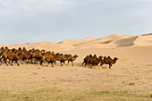 Eine Gruppe von Trampeltieren in den Sanddünen von Hongoryn Els in der Wüste Gobi im Nationalpark Gobi Gurwan Saichan in der Südmongolei