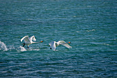 Whooper swans (Cygnus cynus) taking off from Shar Nurr Lake in the Altai Mountains near the city of Ulgii (Ölgii) in the Bayan-Ulgii Province in western Mongolia.