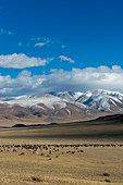 A herd of sheep grazing in a valley of the Altai Mountains near the city of Ulgii (Ölgii) in the Bayan-Ulgii Province in western Mongolia.