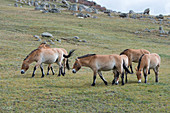 Eine Gruppe von Przewalski-Pferden (Takhi), eine vom Aussterben bedrohte Art, im Nationalpark Chustain Nuruu, Mongolei