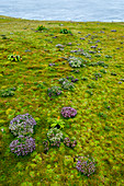 Enzian von Enderby Island (Gentiana concinna) und gelbe Blüten vn Bulbinella rossii, allgemein bekannt als Ross-Lilie, auf Enderby Island, einer subantarktischen Insel im Archipel der Auckland-Inseln, Neuseeland