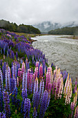 Bunte Lupinen, eine eingeführte Art, blühen im Fjordland-Nationalpark auf der Südinsel in Neuseeland