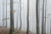 Ukraine, Region Transkarpatien, Karpaten, Wald, Borschava, Herbstwald im Morgennebel