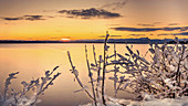 Winter morning with snow-covered plants at sunrise on Lake Starnberg, Tutzing, Bavaria, Germany